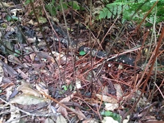 Parapolystichum microsorum