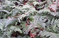 Parapolystichum microsorum