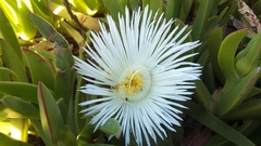 Carpobrotus deliciosus