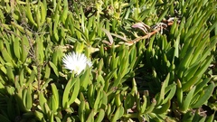 Carpobrotus deliciosus