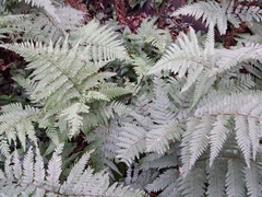 Parapolystichum microsorum