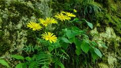 Doronicum columnae