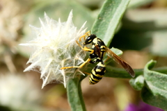 Polistes gallicus