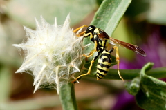 Polistes gallicus