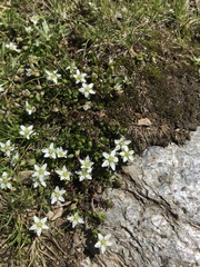 Arenaria biflora