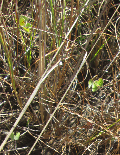Marsilea villifolia image