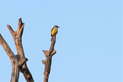 Pitangus sulphuratus