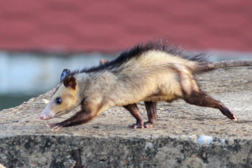 Southern Opossum