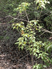 Heraclides aristodemus