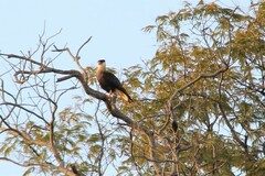 Caracara plancus