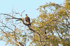 Caracara plancus