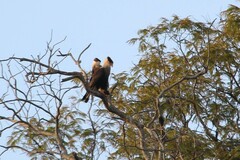 Caracara plancus