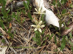 Triteleia ixioides scabra