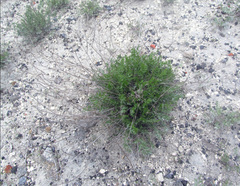 Pimpinella titanophila