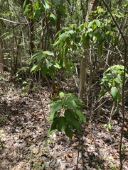 Heraclides aristodemus