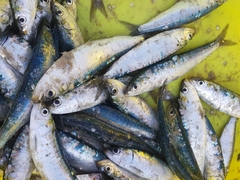 Sardina pilchardus
