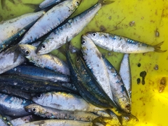 Sardina pilchardus