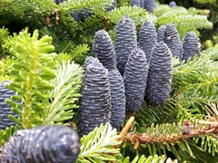 Abies koreana