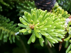 Abies koreana