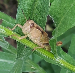 Melanoplus keeleri