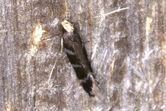 Eulamprotes wilkella