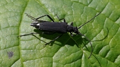 Lepturini