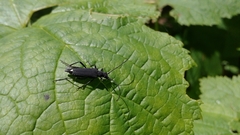 Lepturini
