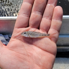 Percopsis omiscomaycus