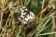 Melanargia galathea