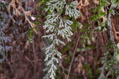 Hymenophyllum australe