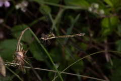 Lestes virens
