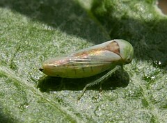 Populicerus nitidissimus