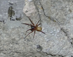 Septentrinna bicalcarata