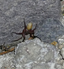 Septentrinna bicalcarata