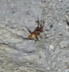 Septentrinna bicalcarata