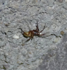 Septentrinna bicalcarata