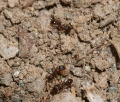 Tetramorium caespitum