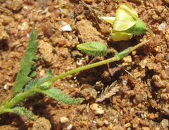 Hermannia quartiniana image