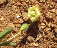 Hermannia quartiniana image
