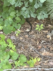 Pantherophis alleghaniensis