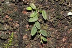 Bulbophyllum pygmaeum