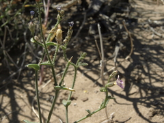 Gilia sinuata