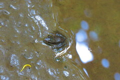 Lithobates vaillanti