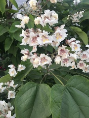 Catalpa