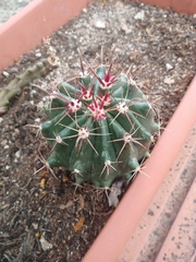 Hamatocactus