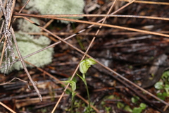Pterostylis trullifolia