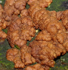 Trichoderma paraviridescens