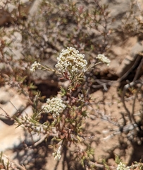 Eriogonum microtheca simpsonii
