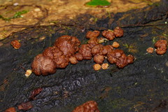 Trichoderma paraviridescens