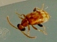Aderinae